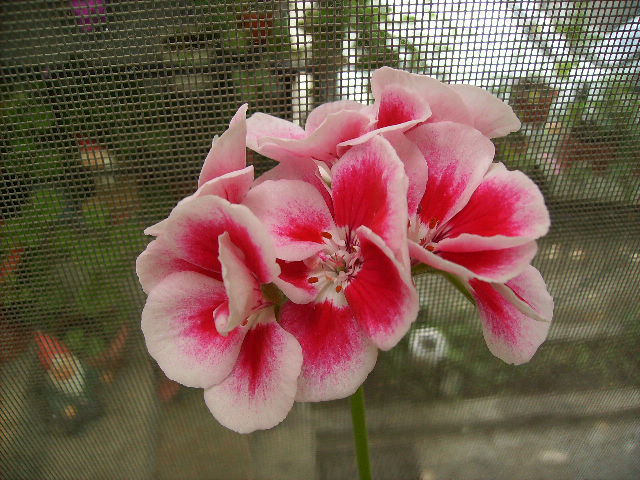 muscata - flori final de mai 2012
