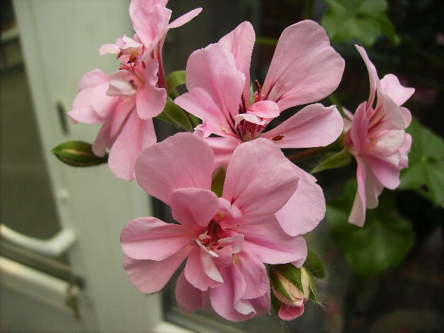 muscata - flori final de mai 2012