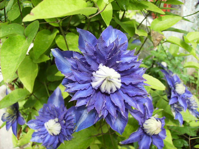 clematis - flori final de mai 2012