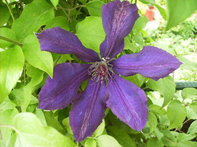 clematis - flori final de mai 2012