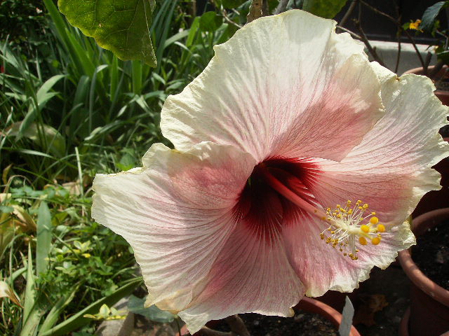 hibiscus - flori final de mai 2012