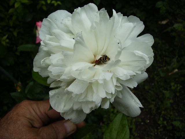 trandafir