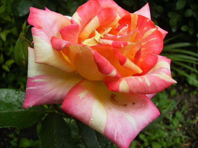 trandafir - flori final de mai 2012