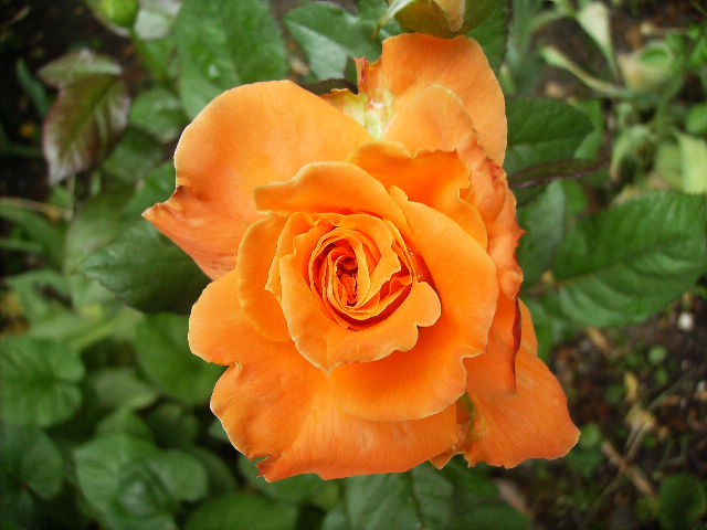trandafir - flori final de mai 2012