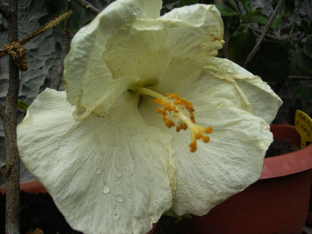 hibiscus - flori final de mai 2012