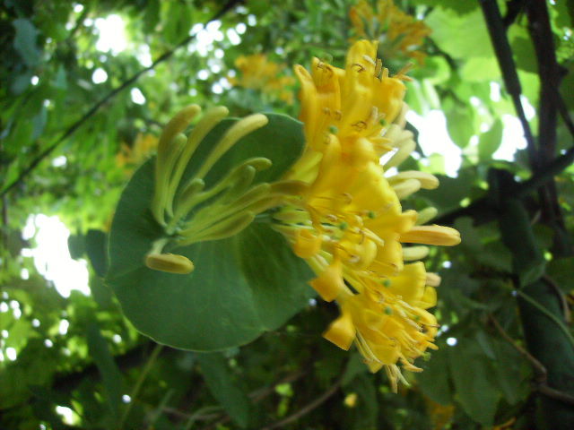 lonicera