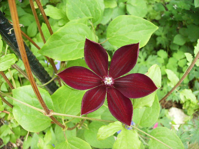 clematis