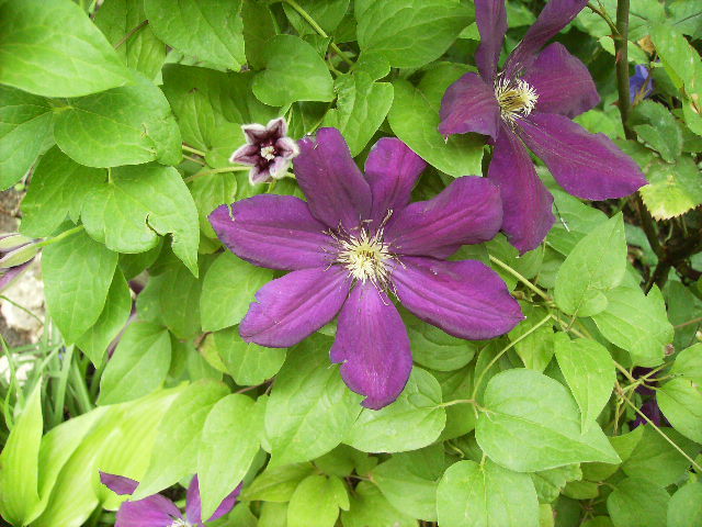 clematis