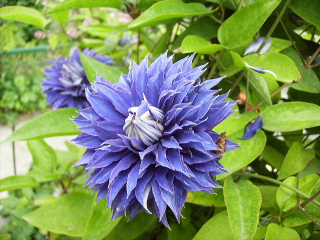 clematis