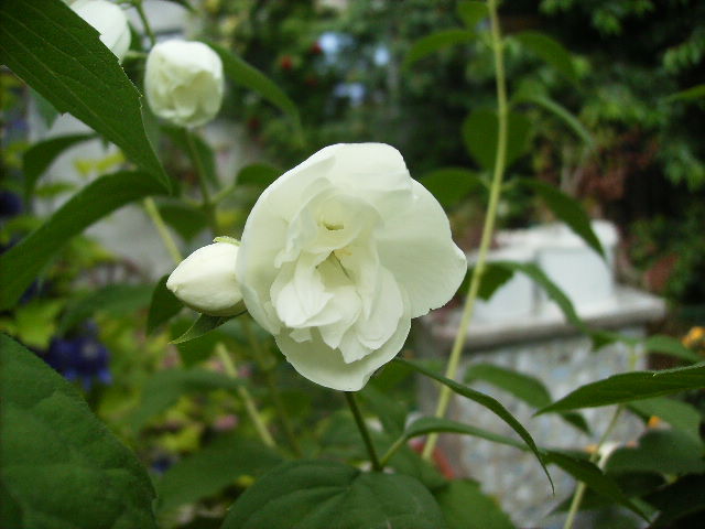 lamaita dubla