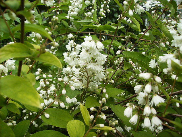 Deutzia