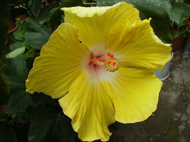 hibiscus