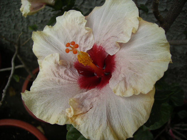 hibiscus