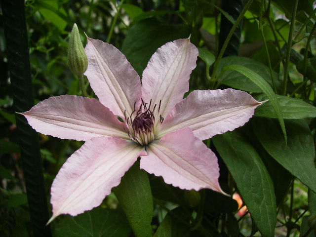 clematis