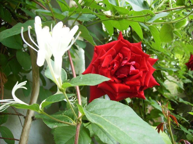 lonicera clasica si trandafir urcator