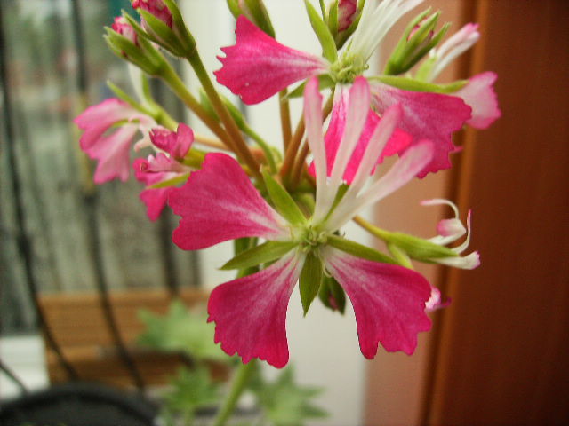muscata stelata