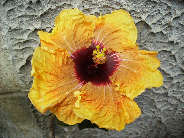 hibiscus