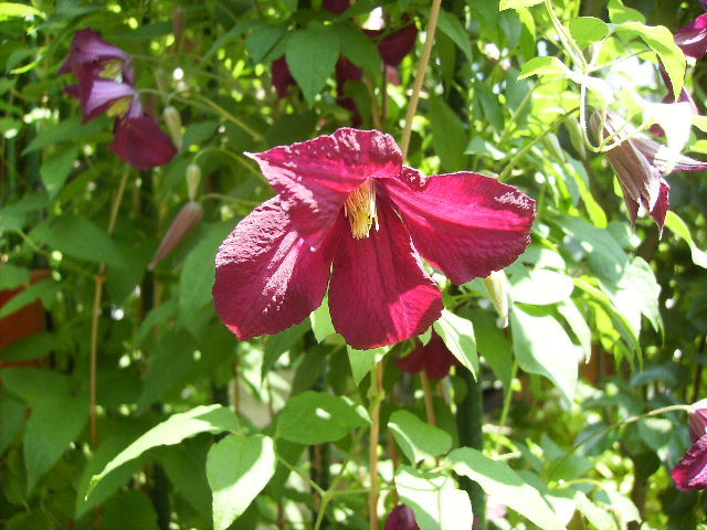 clematis