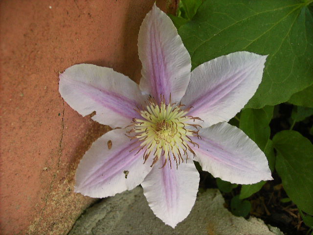 clematis