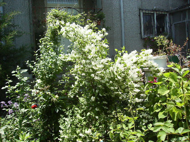 deutzia - flori final de mai 2012