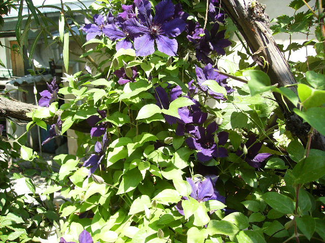 clematis