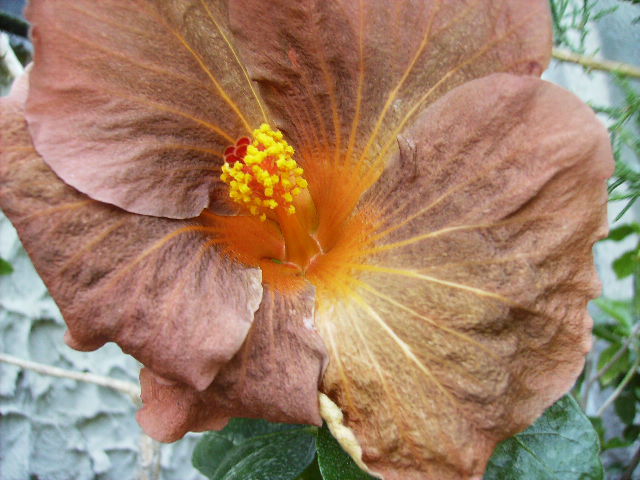 hibiscus - flori final de mai 2012