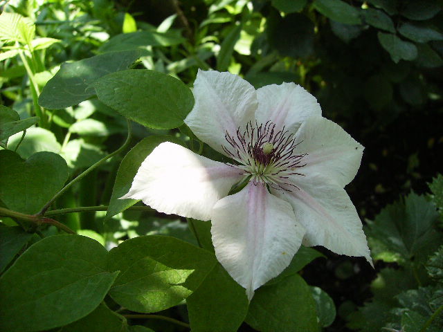 clematis