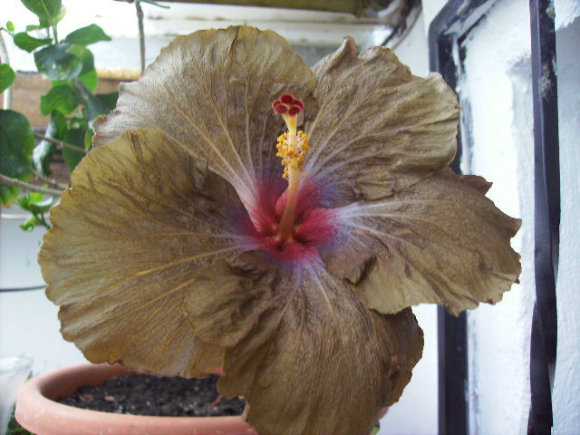 hibiscus - flori final de mai 2012