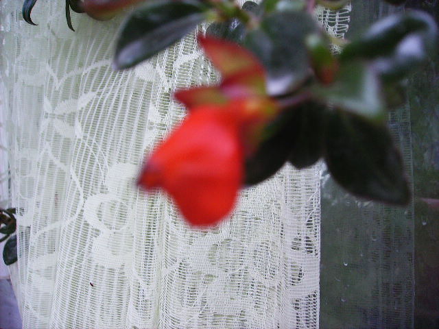 nematanthus Cristmas Holly - flori final de mai 2012