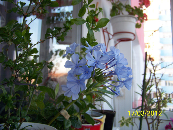 293_5143 - plumbago 2012