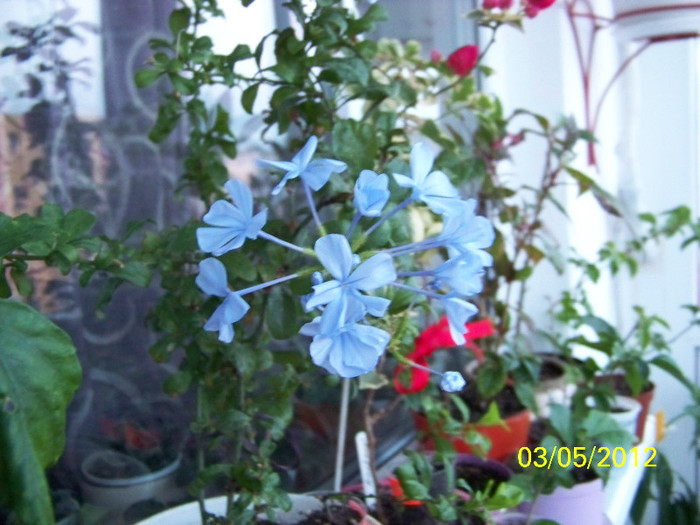 296_5995 - plumbago 2012