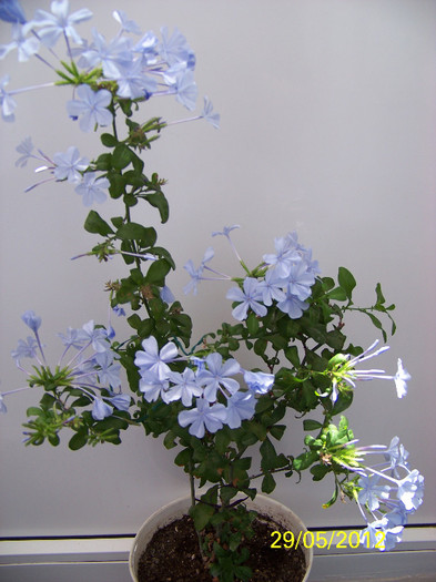 319_6404 - plumbago 2012