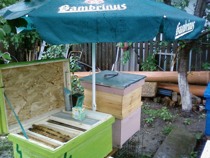 1divizare familie albine pe ploaie