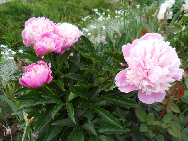 DSCN3440 - bujori 2012