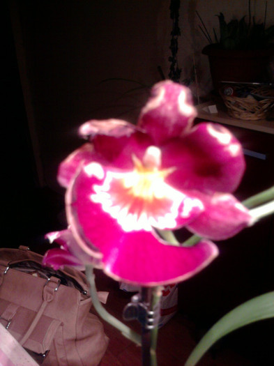 Frumoasa - Orhidee la reducere 2