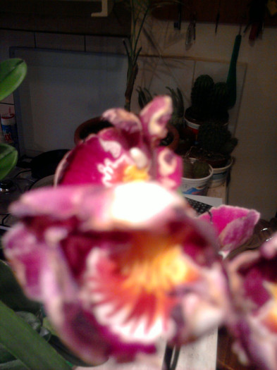 Bolnava - Orhidee la reducere 2