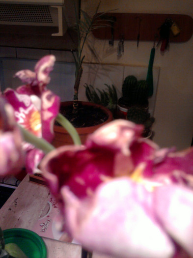 Si asta e bolnava - Orhidee la reducere 2