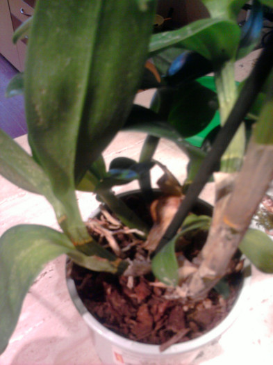 Dendro - Phalae cu 6 puiuti - Orhidee la reducere 2