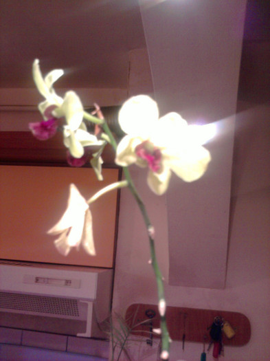 Flori dendro - Orhidee la reducere 2