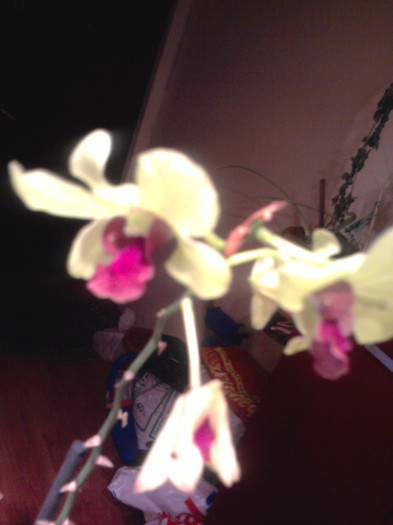 Cam bolnavioare - Orhidee la reducere 2