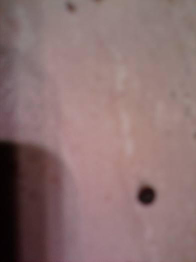 melc din substratul de orhidee