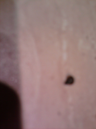 melcul a prins curaj