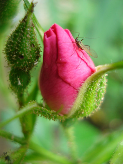 "American Pillar", rambler