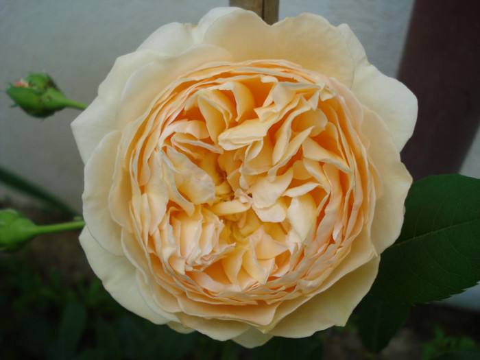 "Crown Princess Margareta", David Austin, U