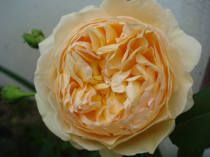 "Crown Princess Margareta", David Austin, U - Trandafiri 2012