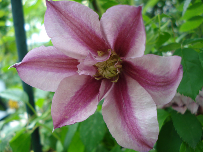 "Patricia Ann Fretwell", cu floare simpla, 29.05.2012 - Clematis 2012