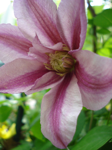 DSC01869 - Clematis 2012