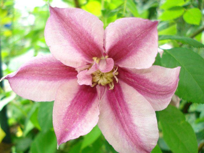 DSC01871 - Clematis 2012