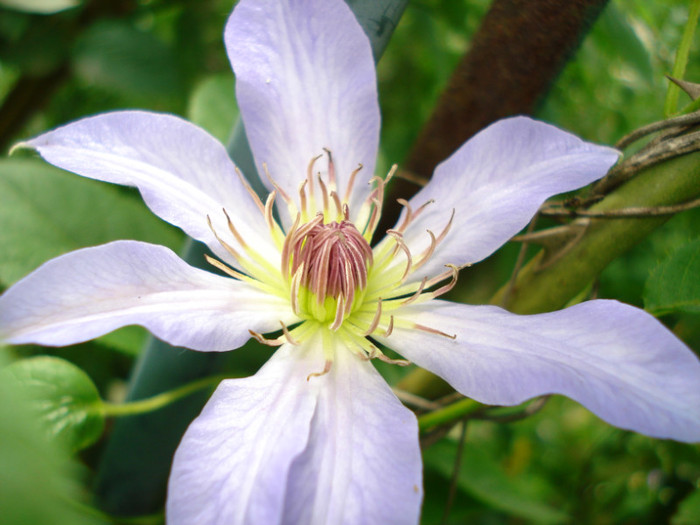 DSC01876 - Clematis 2012