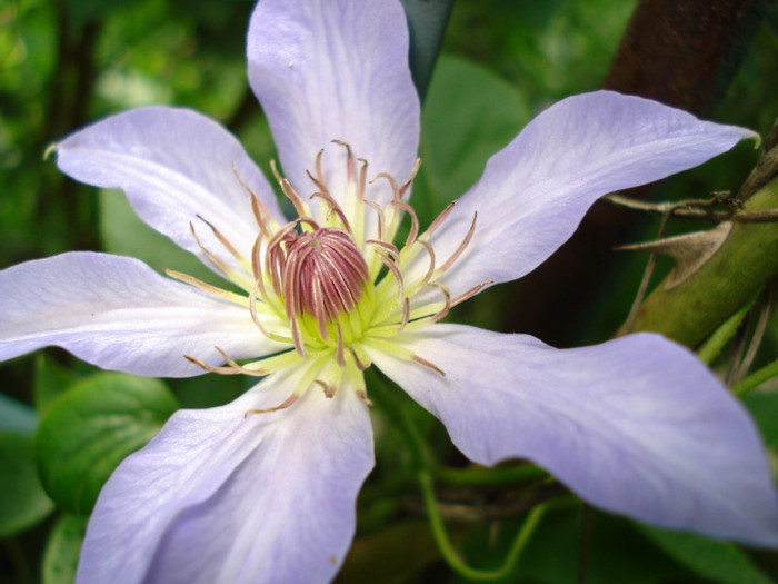 DSC01877 - Clematis 2012